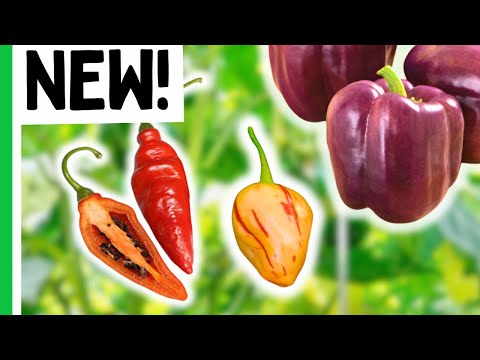 7 Pepper Varieties We CAN'T WAIT to Grow in 2025