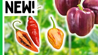 7 Pepper Varieties We CAN'T WAIT to Grow in 2025