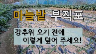 마늘밭 부직포 강추위 오기 전에 이렇게 덮어 주세요! #마늘 부직포 씌우기 #마늘 잘 가꾸는 방법