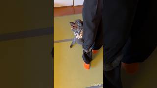 温泉旅行♨️ 久しぶりのおでかけ犬も一緒に過ごせる宿はいいね👍ご飯の場所も一緒に行けてカゴの中でお利口さんにできたしわんこ用のご飯も注文して人間も犬も満足#休日vlog