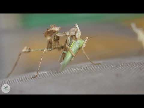 Modlivka čertova (Idolomantis diabolica) — lov a kŕmenie živej lietajúcej koristi