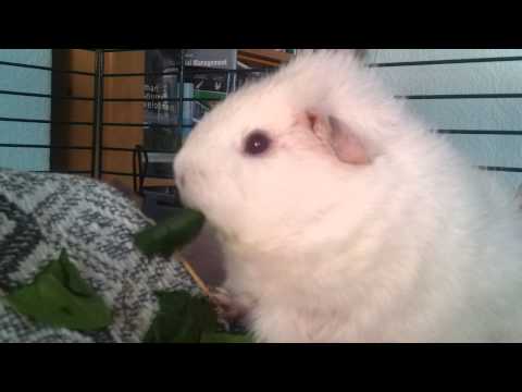 Cavy Corner Guinea Elva