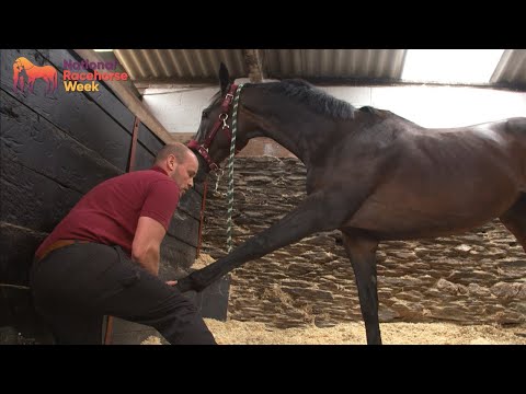 Preparing the racehorse: Equine physiotherapy | National Racehorse Week