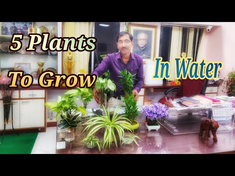 download lagu mp3 mp4 Plants That Grow In Just Water, download lagu Plants That Grow In Just Water gratis, unduh video klip Plants That Grow In Just Water