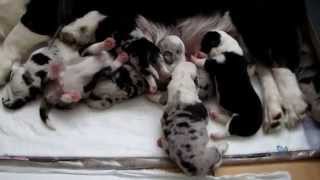 Welsh Corgi Cardigan Vrh D  4  den