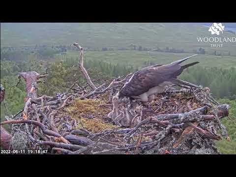 Littlest Loch Arkaig Osprey chick faces the wrong way at dinner time but has had a share 11 Jun 2022