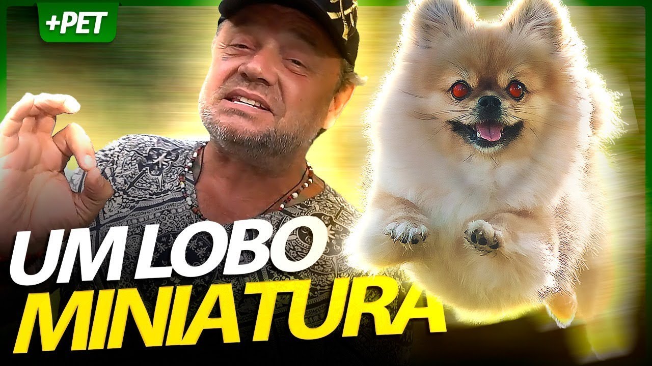 OS MINI LOBOS DA POMERÂNEA! | Richard Rasmussen 🐶 #luludapomerania #spitz #lulu