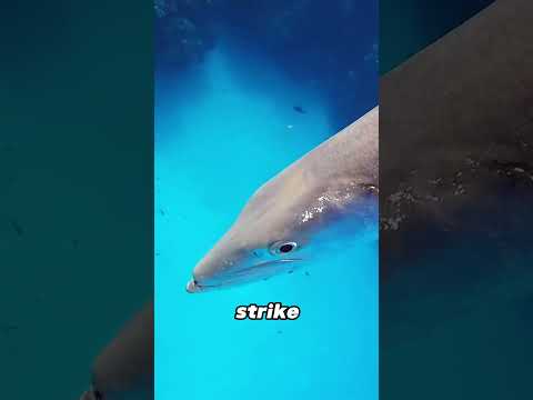 The Great Barracuda | Tigers of the Sea