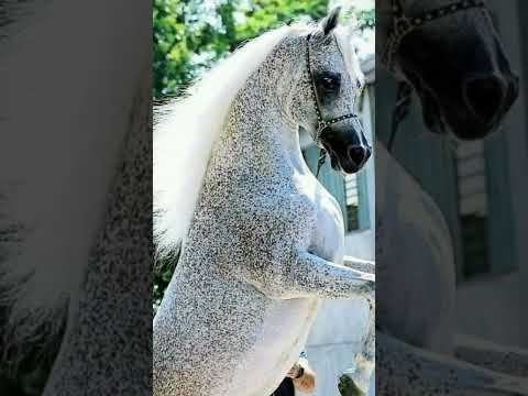#horse#horses #arabianhorse