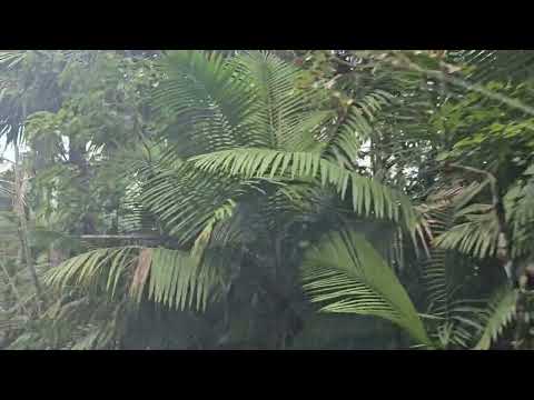 El Yunque Rain Forest  Feb 20th 2025