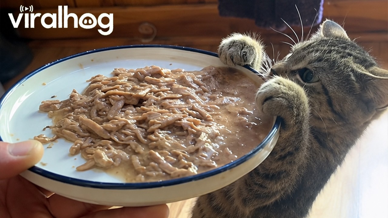 Hungry Little Kittens Chowing Down || ViralHog
