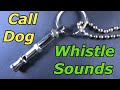 Dog Whistle Sound To Call Dog