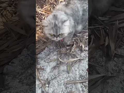 Naughty Cat Got Magnet Surprise😍❤️