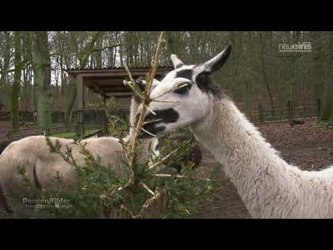 Pausenbilder I Tiergarten Neustrelitz im Winter