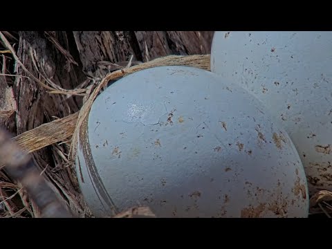 Pip, Pip, Hooray! First Red-tailed Hawk Egg Starts Hatching – May 1, 2025