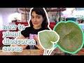 How to Grow Dioscorea Elephantipes from Seeds