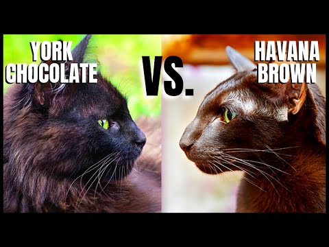 York Chocolate Cat VS. Havana Brown Cat