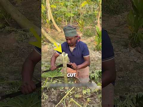 Growth in the grafting cycle of the papaya tree🍐🌱#shots