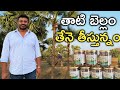 తాటి బెల్లం ఈత బెల్లం చేస్తున్నం Palm Jagger