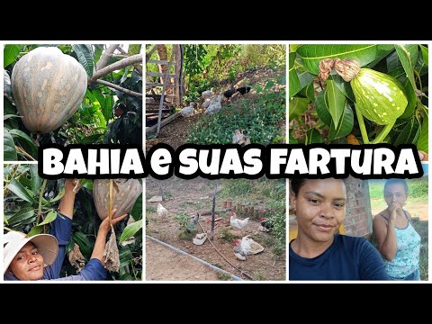 Vem ver como é morar no interior da Bahia plantar seu próprio alimento e colher #interior 