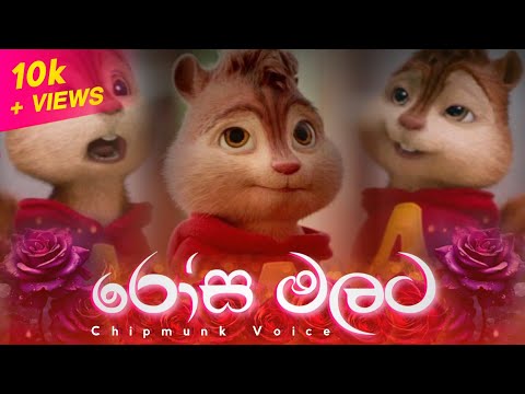 Rosa Malata (රෝස මලට) | Chipmunk Version | Lyrics Video | Visha Recodz
