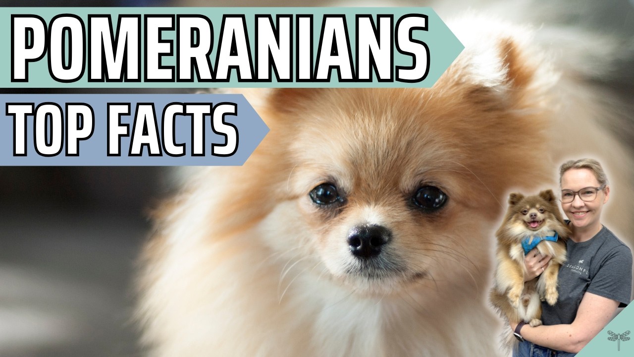 Pros & Cons of Owning a Pomeranian | Video