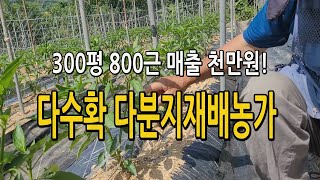 고추 다수확 다분지재배 성공농가 방문 노하우 공개 300평 800근 천만원매출