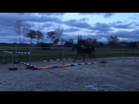 2yo mare by Etoulon VDL