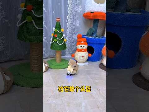 cute kitten has a super bike 😺🥰 #shorts