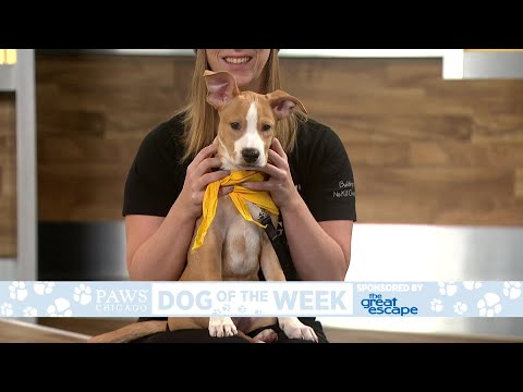 PAWS Dog Of The Week: Carington