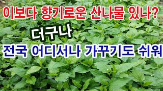 이보다 향기로운 산나물 있나? 더구나 전국 어디에서나 가꾸기도 쉬워, 가을에는 꽃도 보기 좋아...(산나물 …