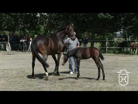 Hengstfohlen von Untouchable - Connor - Carlos DZ