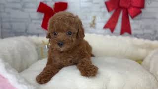 トイプードルの動画01