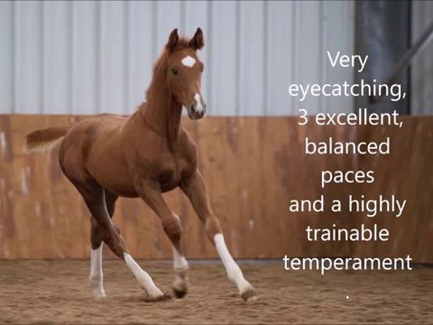 Fideroyale 2013 Fidertanz x De Niro x Weltmeyer