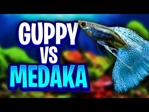 Guppies Vs Medaka Rice Fish, What's The Best Fish For Beginners In The Aquarium Hobby?