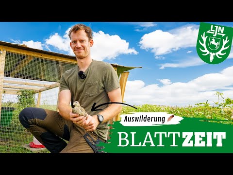 Rebhuhn-Auswilderung in Neuharlingersiel