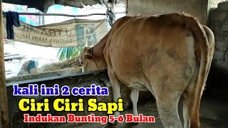 Download lagu Ciri ciri sapi indukan bunting positif 5-6 bulan# mp3