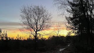 The Woodland Chronicles – Week 1 – The Nervous System