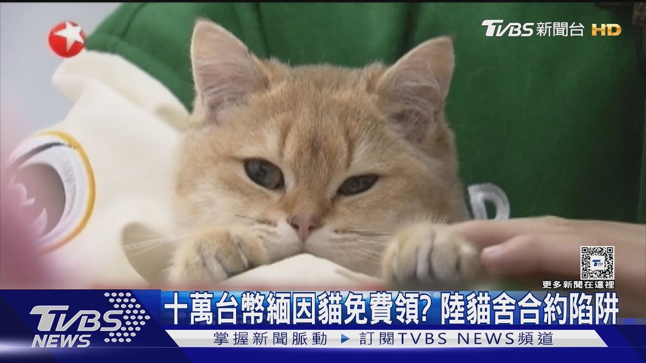 十萬台幣緬因貓免費領? 陸貓舍合約陷阱
