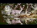 Snow White And The Seven Dwarfs Deer 1937 VHS Capture