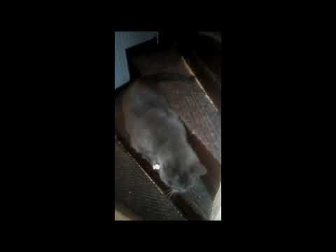 Our cat  called Selma - the daily star :)