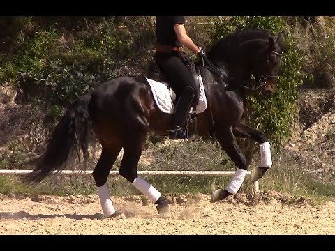 *SOLD* Andalusian Stallion 2013 [R#1943] Approx 1.67 m