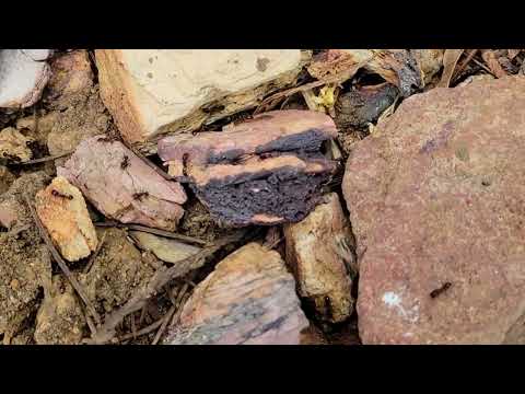 Ants Found All Over the Landscape in Jackson, NJ