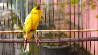 Download lagu Masteran Burung Kenari PAUD Lagu Mewah! Ampuh Melatih Kenari Muda Biar Prospek Bagus Kedepannya mp3