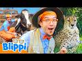 Blippi S Best Animal Friends Top 5 Special