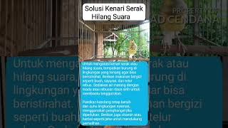 Download lagu Solusi Mengatasi Kenari Serak Hilang Suara #kenari #kenarigacor mp3