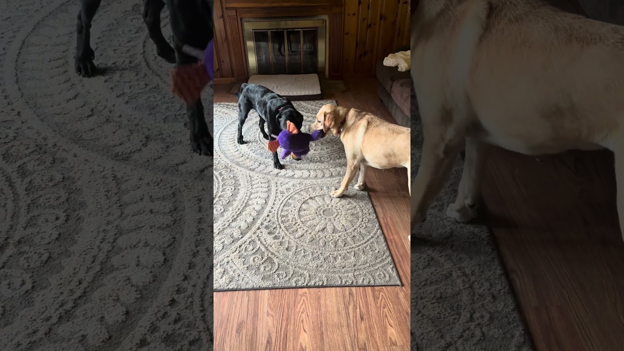 Enlarge Ginger 39, a ADOPTABLE Yellow Labrador Retriever in Killingworth, CT video 5/6