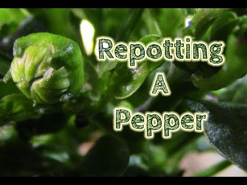 download lagu mp3 mp4 Fat N Sassy Pepper, download lagu Fat N Sassy Pepper gratis, unduh video klip Fat N Sassy Pepper