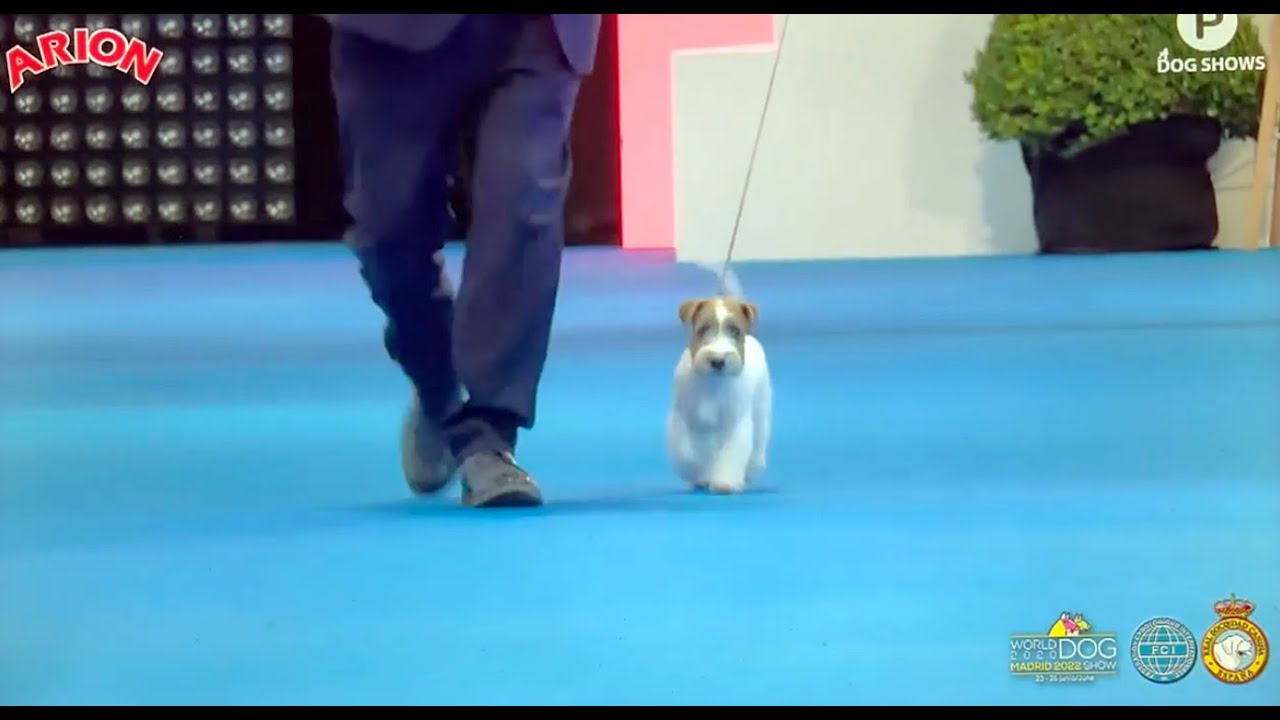 🏆WORLD DOG SHOW MADRID 2022.  World Winner Jack Russell Terrier    del Oncetartessos🏆