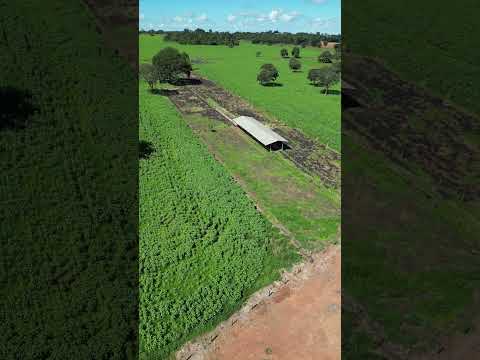 À VENDA❗️Fazenda a 5km de Bela Vista de Goiás. Terra EXTRA! Para clientes exigentes.